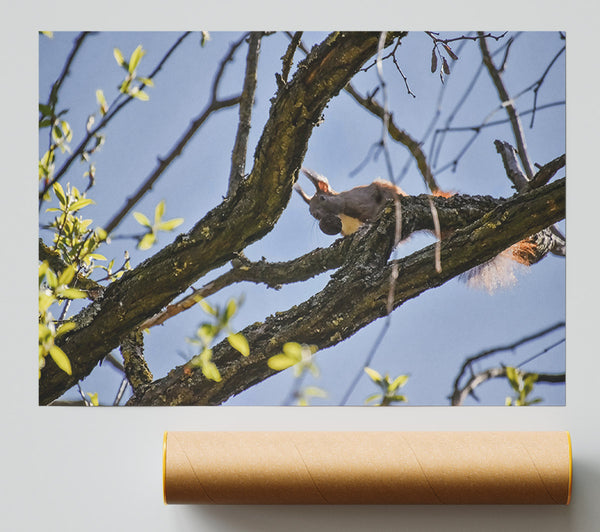 Brown Squirrel'S Lunchtime Poster