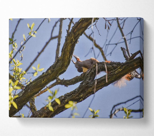  A Canvas Print of Brown Squirrel'S Lunchtime Canvas Art