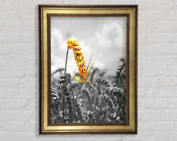 White And White  Yellow Corn Framed Print