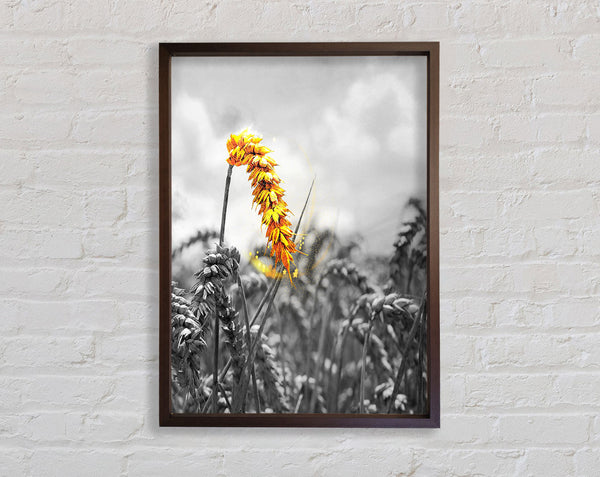 Walnut And Walnut  Yellow Corn Framed Print