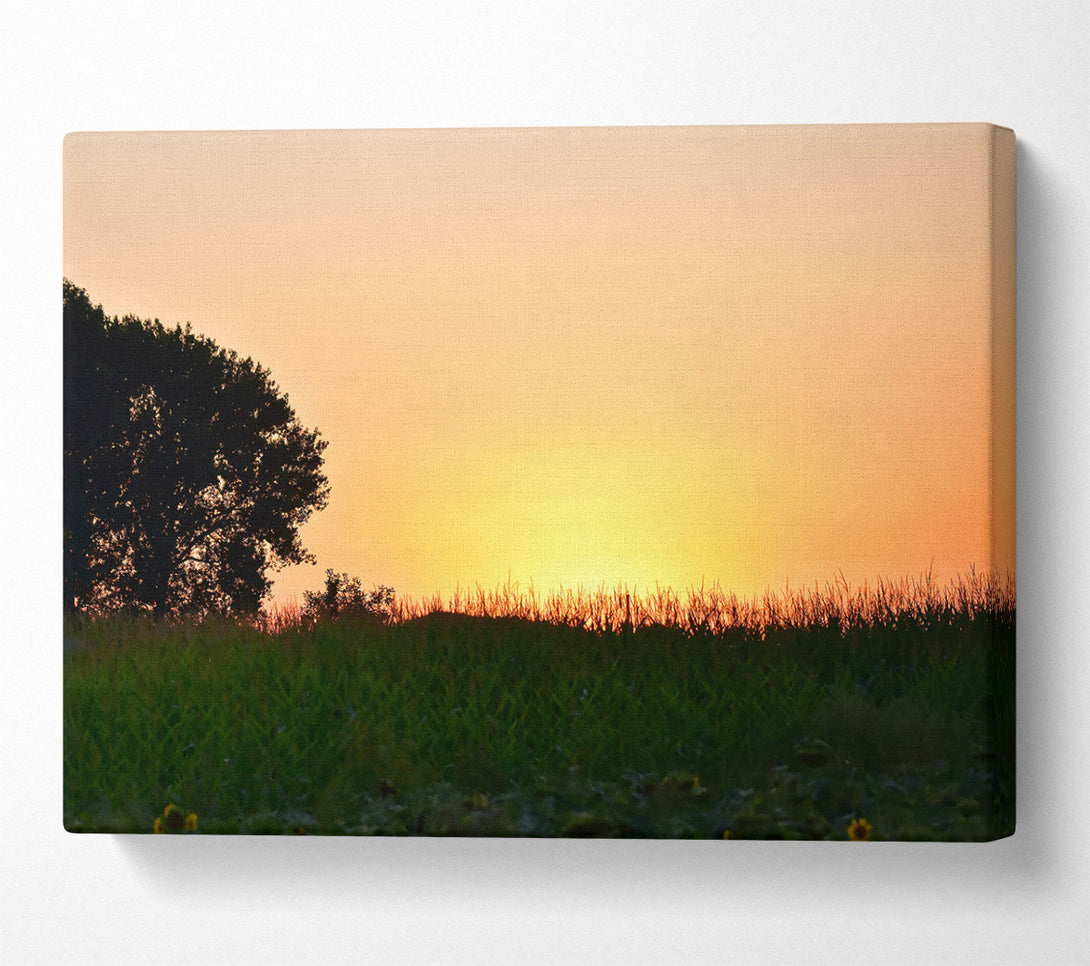  A Canvas Print of Golden Field Sunset Canvas Art