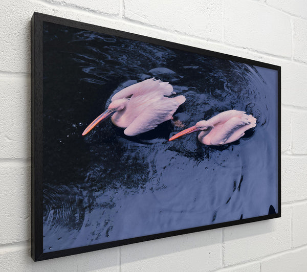 Azure Pelican Pair