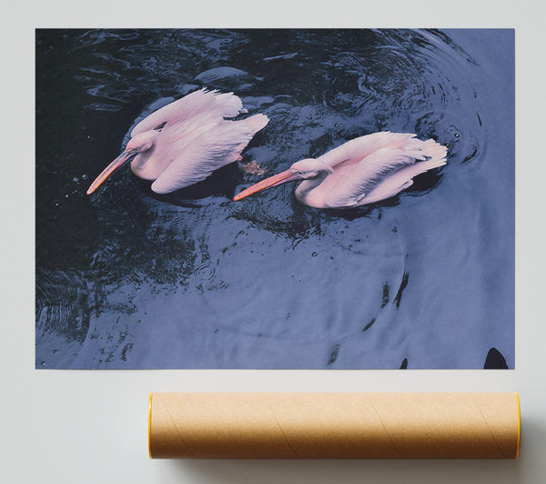 Azure Pelican Pair Print