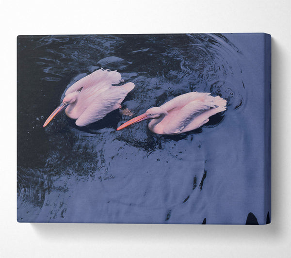  A Canvas Print of Azure Pelican Pair Canvas Wall Art