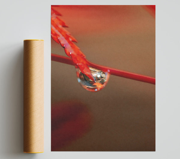 Crimson Drop Reflection Print