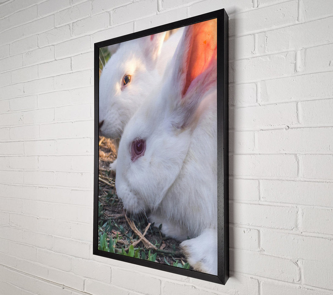  A Canvas Print of White Bunny Gaze Canvas Wall Art