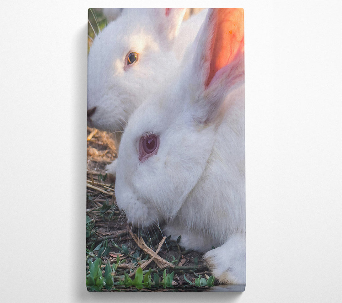  A Canvas Print of White Bunny Gaze Canvas Wall Art