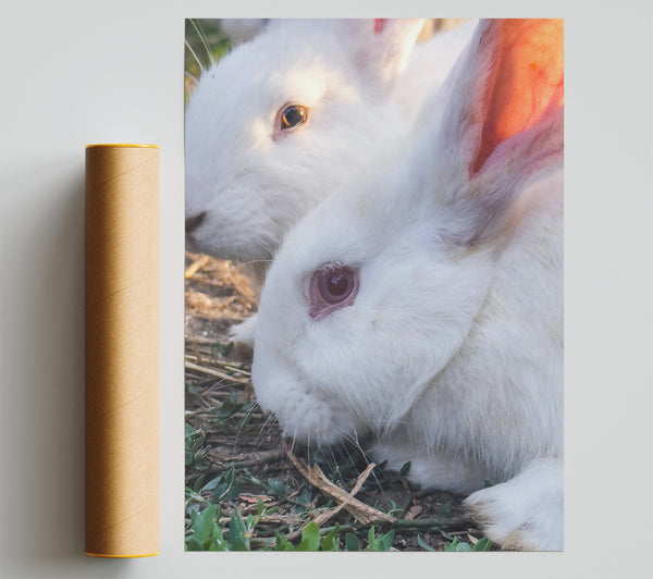 White Bunny Gaze Giclee Print