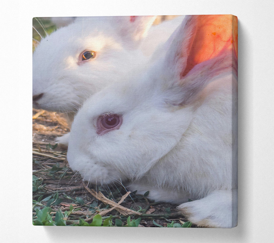  A Canvas Print of White Bunny Gaze Canvas Wall Art