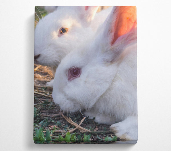  A Canvas Print of White Bunny Gaze Canvas Wall Art