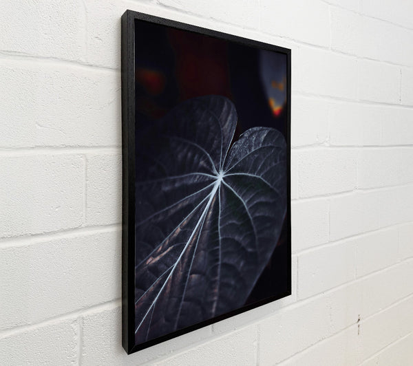 Dark Veined Leaf