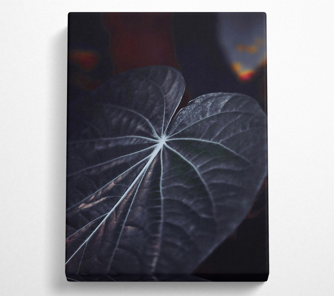 A Canvas Print of Dark Veined Leaf Canvas Print