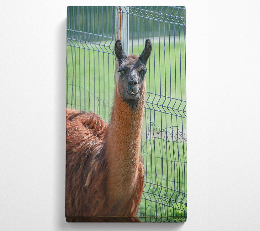  A Canvas Print of Brown Llama Fence Gaze Canvas Art