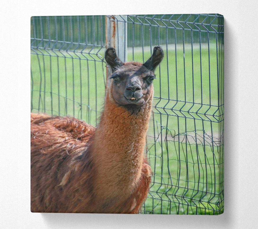  A Canvas Print of Brown Llama Fence Gaze Canvas Art