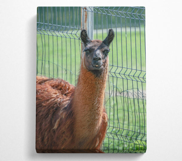  A Canvas Print of Brown Llama Fence Gaze Canvas Art