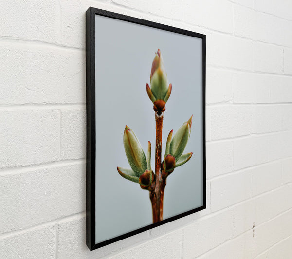 Green Branch Buds