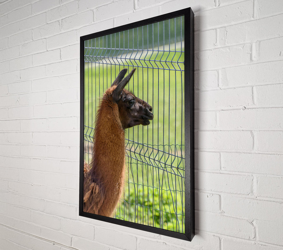  A Canvas Print of The Brown Fence Gaze Canvas Print