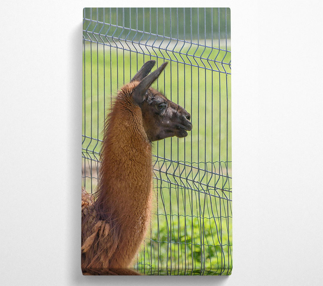  A Canvas Print of The Brown Fence Gaze Canvas Print