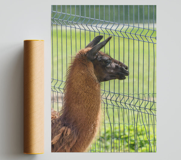 The Brown Fence Gaze Giclee Print