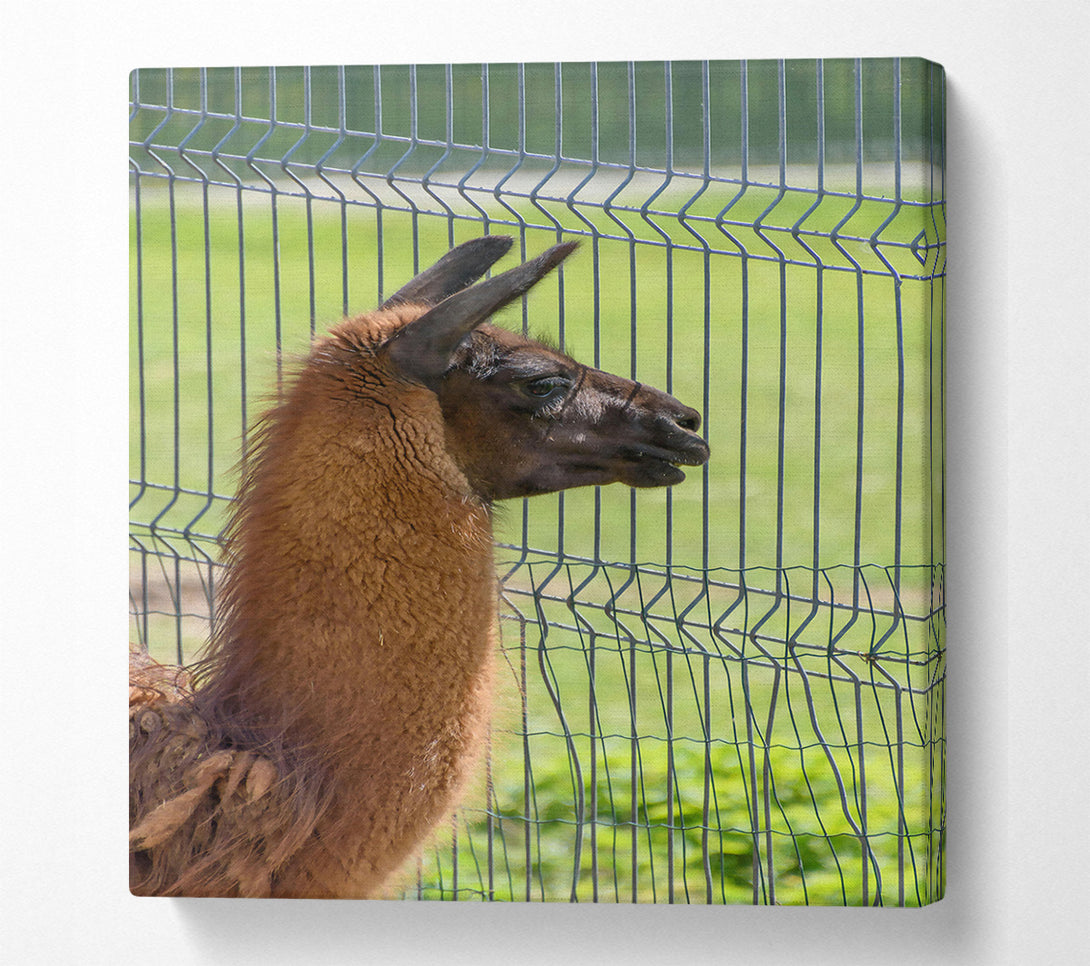  A Canvas Print of The Brown Fence Gaze Canvas Print