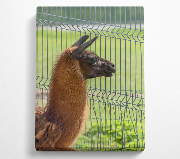  A Canvas Print of The Brown Fence Gaze Canvas Print
