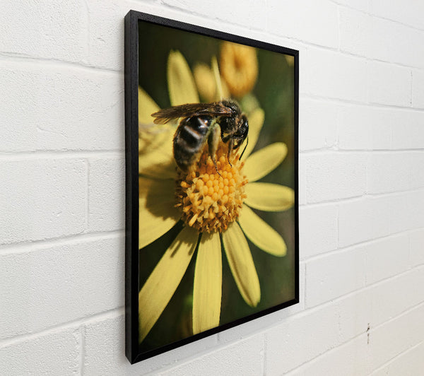 Golden Bee On Bloom