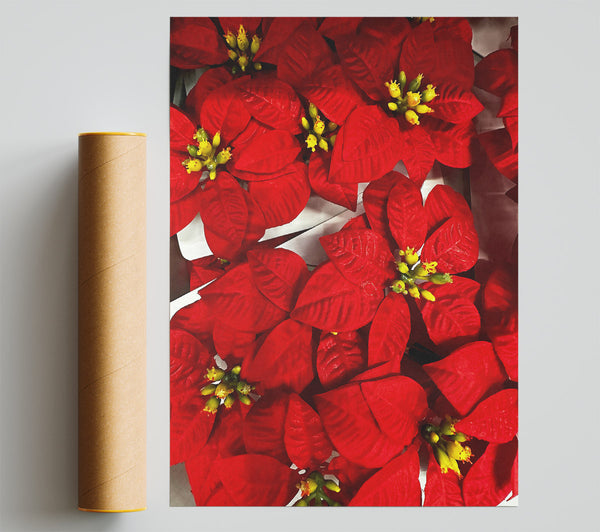 Crimson Poinsettia Bouquet Print