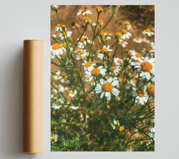 Golden Yellow Daisies Poster