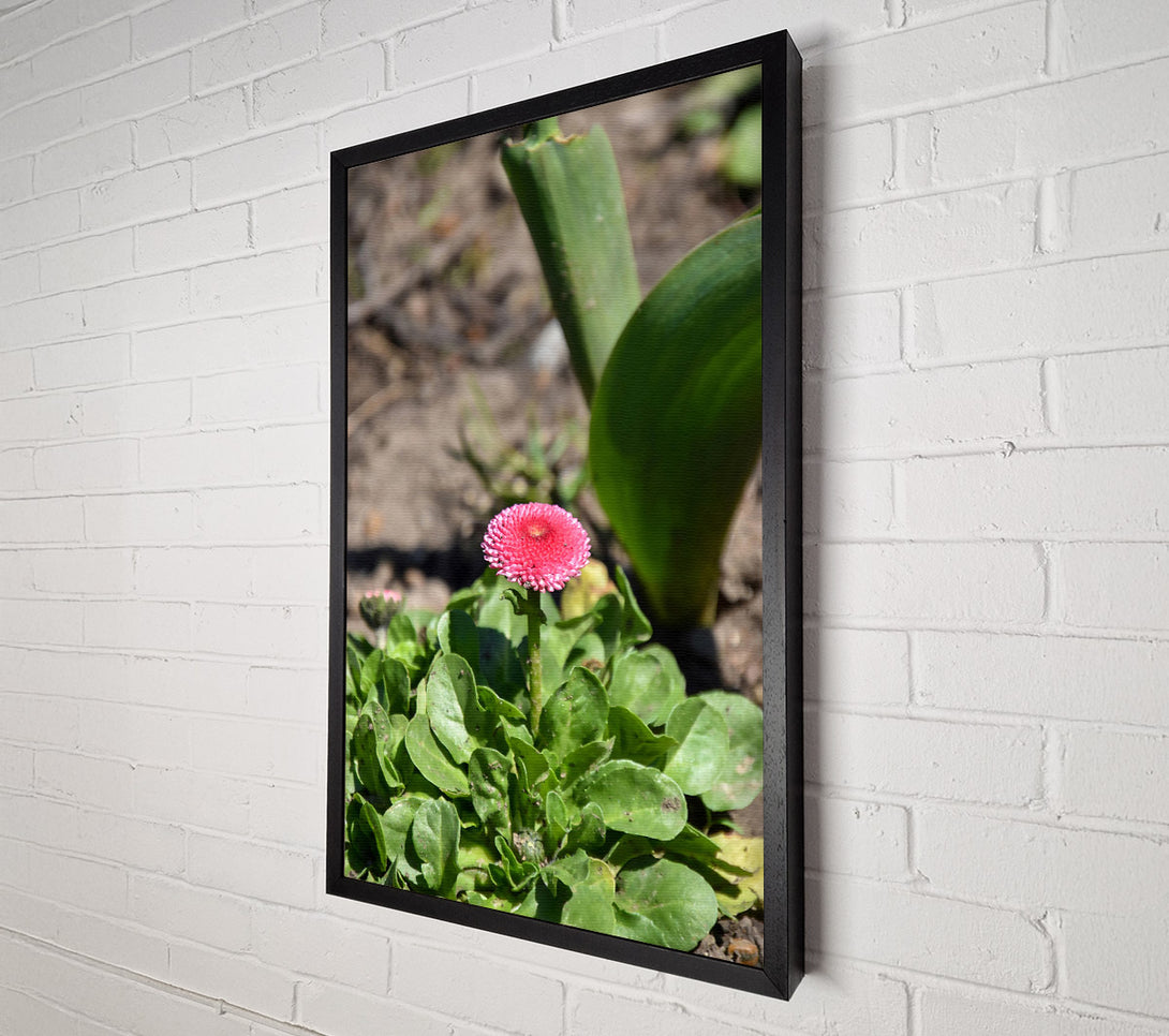  A Canvas Print of Pink Bloom In Green Canvas Print