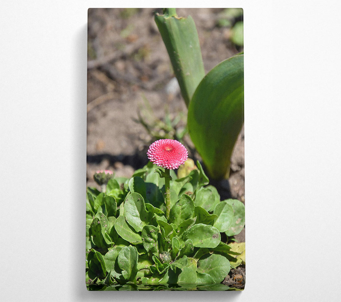  A Canvas Print of Pink Bloom In Green Canvas Print