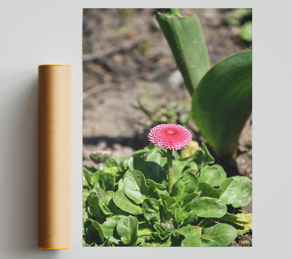 Pink Bloom In Green Poster
