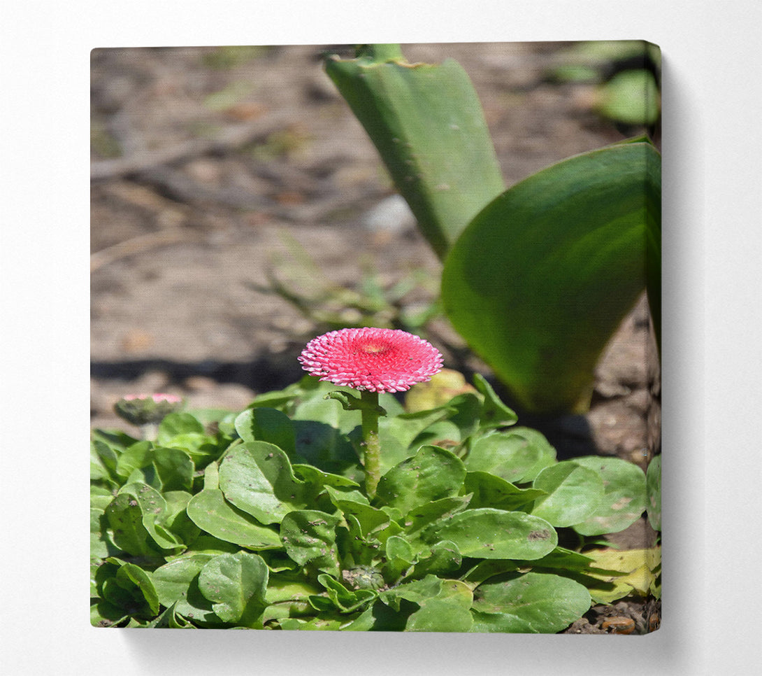  A Canvas Print of Pink Bloom In Green Canvas Print