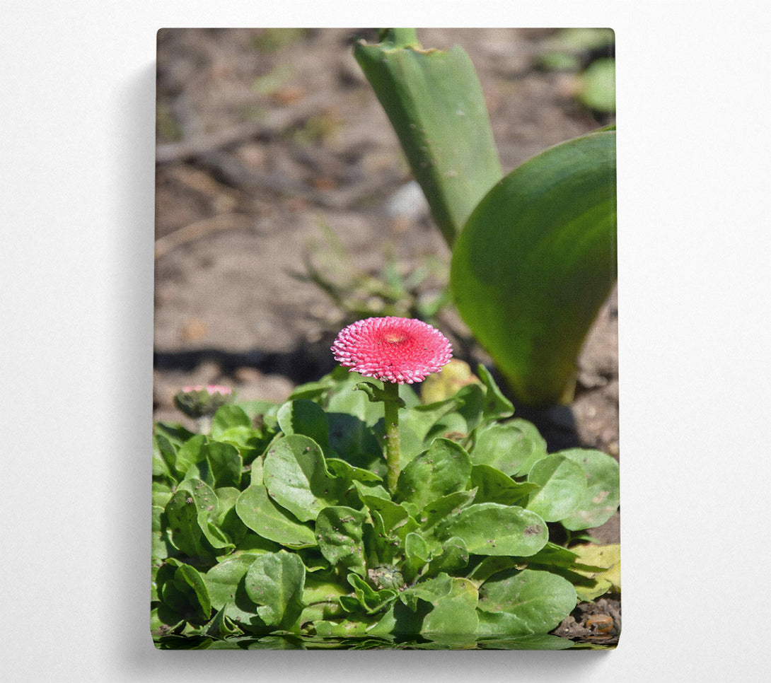  A Canvas Print of Pink Bloom In Green Canvas Print