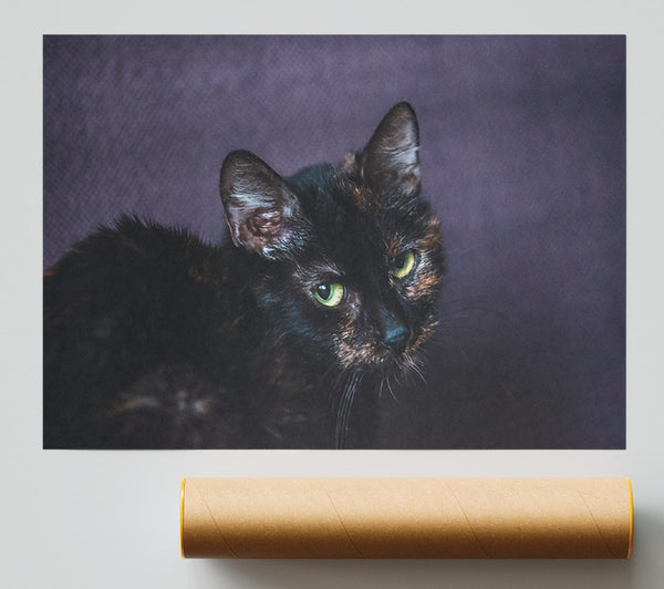 Black Cat'S Focus Poster