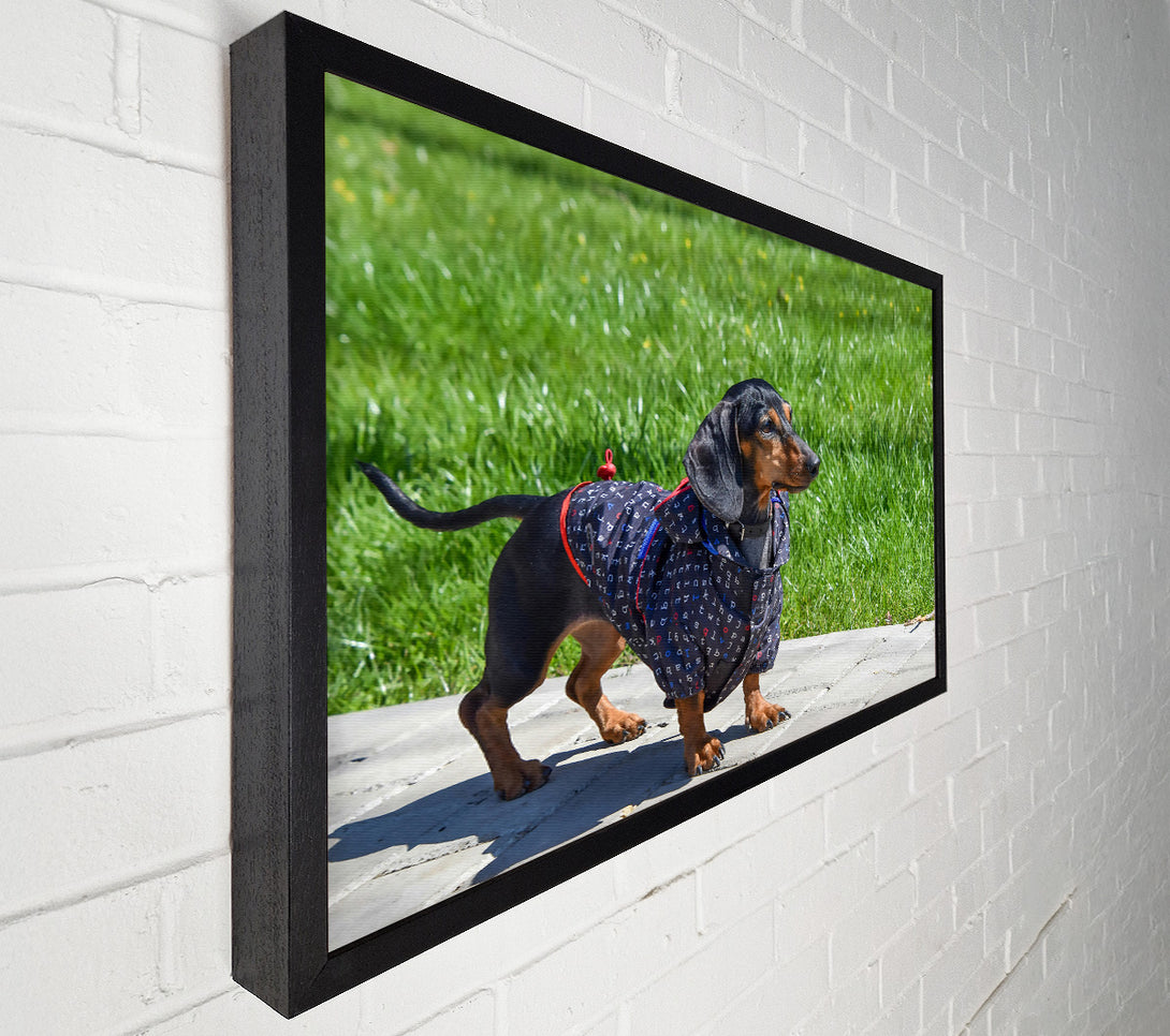  A Canvas Print of Black Dachshund In Green Grass Canvas Art