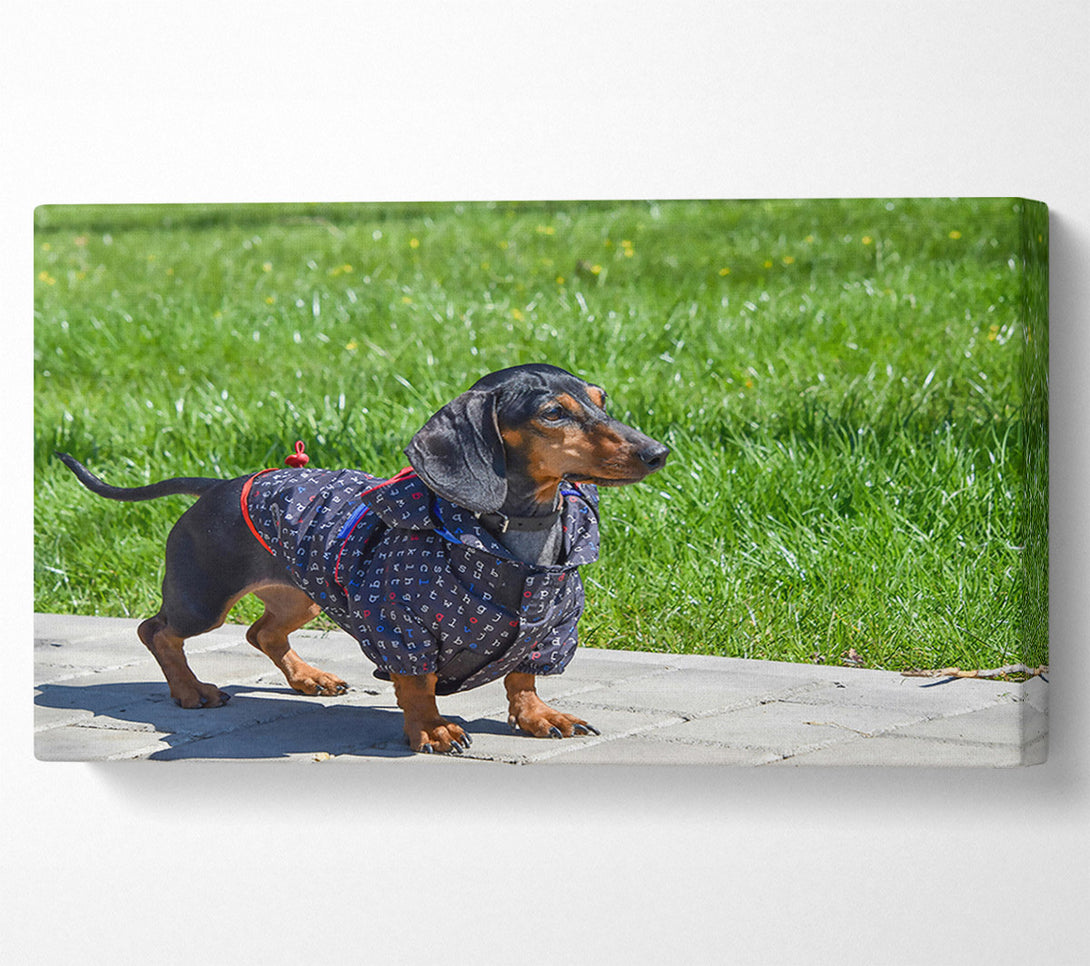 A Canvas Print of Black Dachshund In Green Grass Canvas Art
