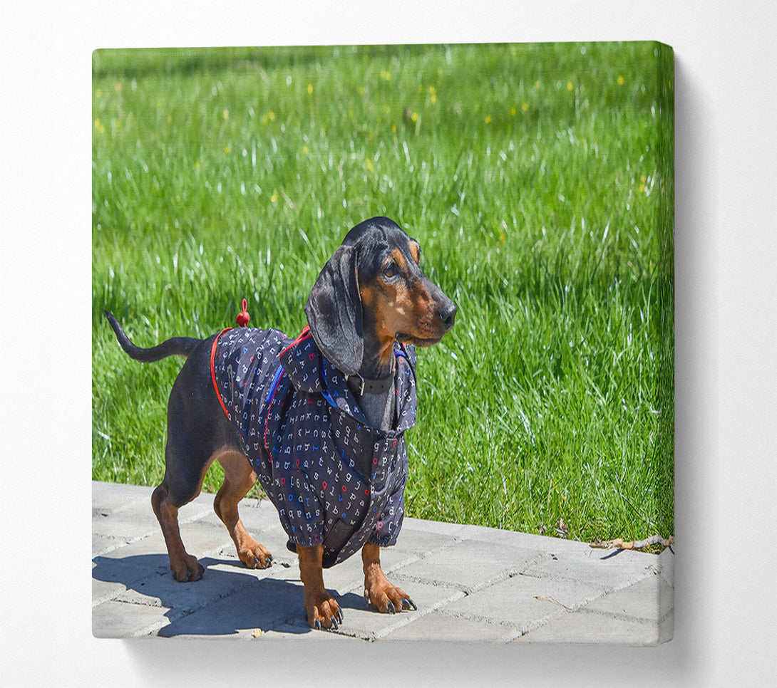  A Canvas Print of Black Dachshund In Green Grass Canvas Art