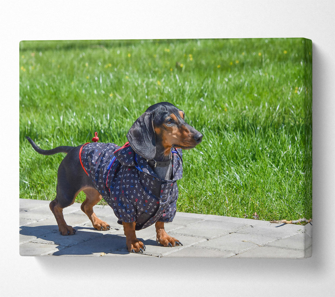  A Canvas Print of Black Dachshund In Green Grass Canvas Art