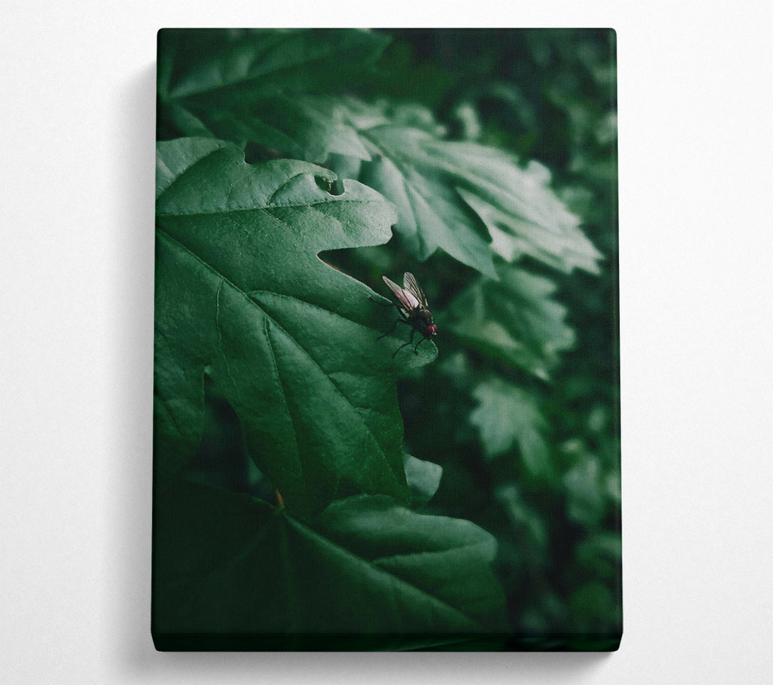  A Canvas Print of Emerald Fly'S Rest Canvas Print