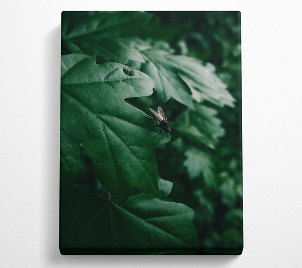  A Canvas Print of Emerald Fly'S Rest Canvas Print