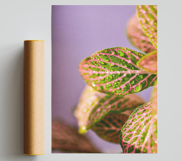 Pink Veined Dewdrops Print