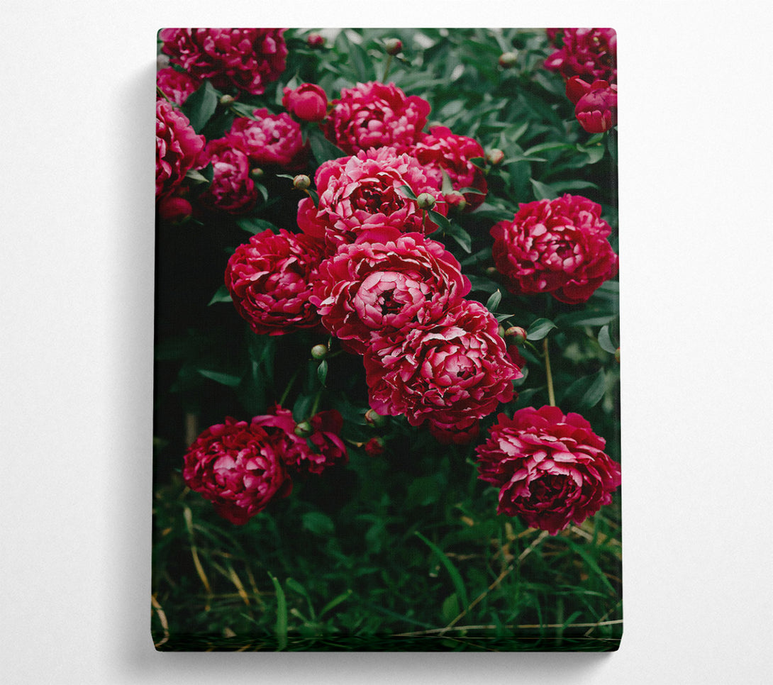  A Canvas Print of Crimson Peony Bloom Canvas Art