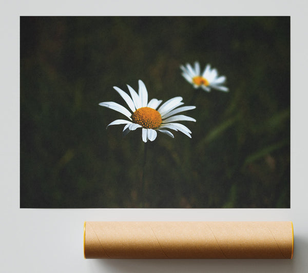 White Daisy In The Dark Giclee Print