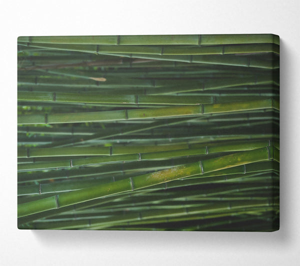 Emerald Bamboo Forest