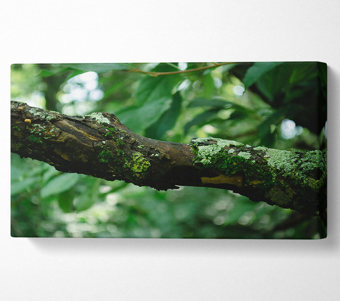  A Canvas Print of Green Branch Mossy Bark Canvas Wall Art