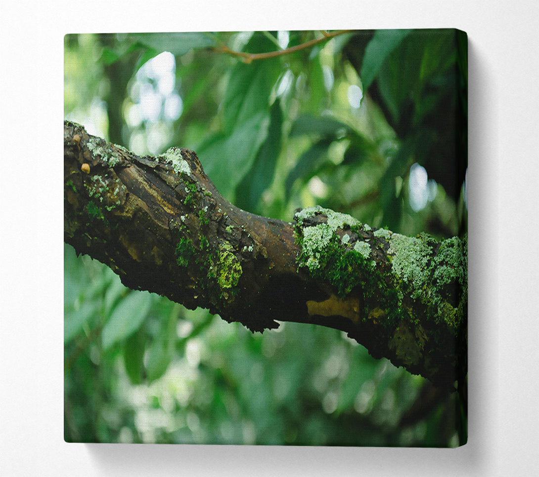  A Canvas Print of Green Branch Mossy Bark Canvas Wall Art