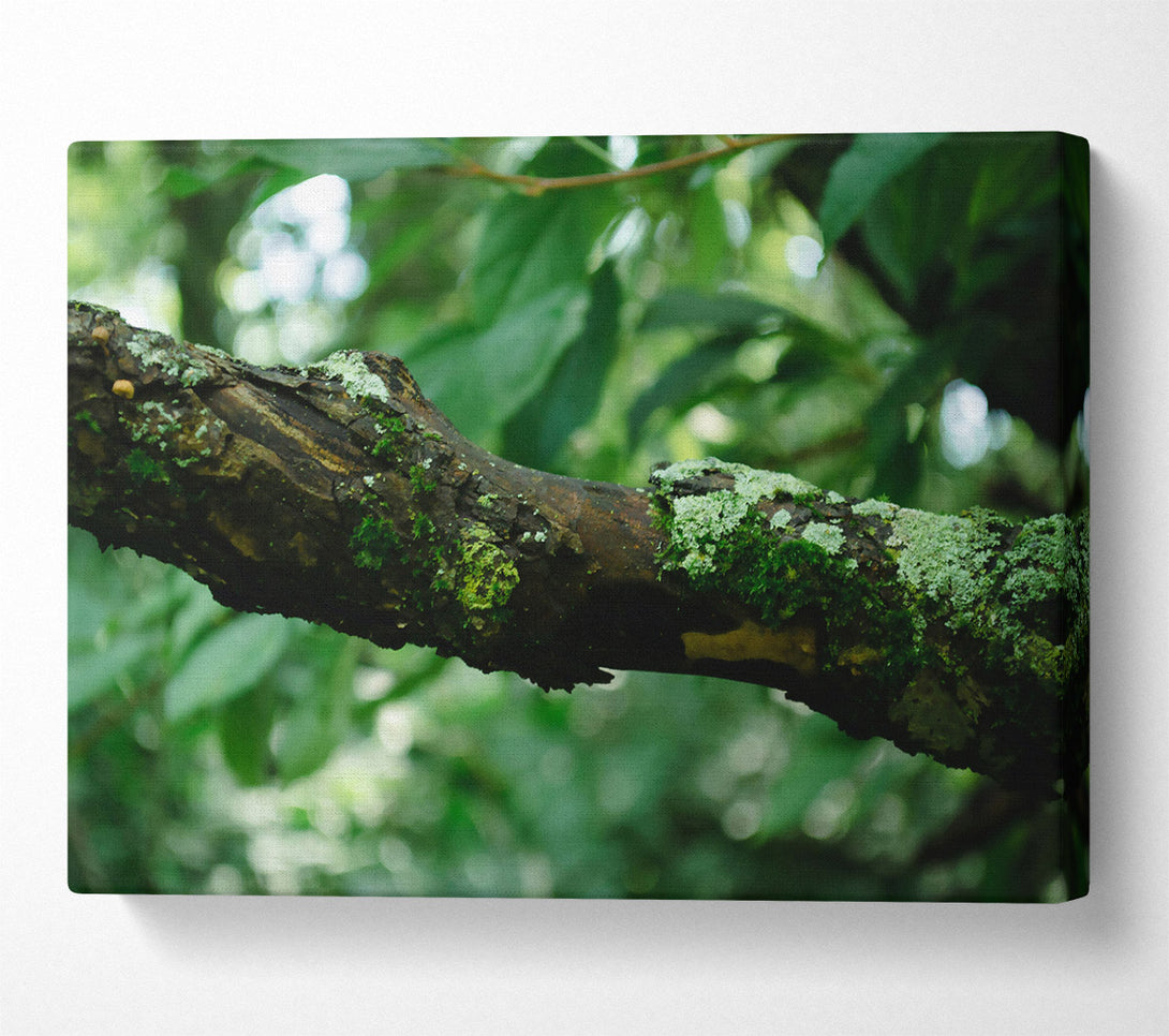  A Canvas Print of Green Branch Mossy Bark Canvas Wall Art