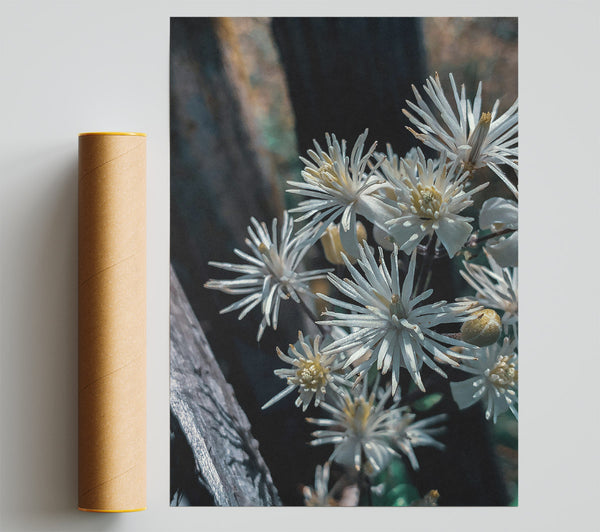 White Blooms In Shadow Giclee Print