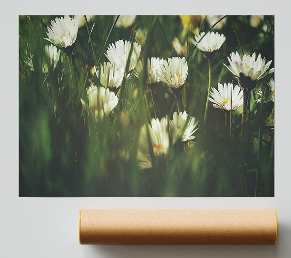 Green And White Daisies Poster