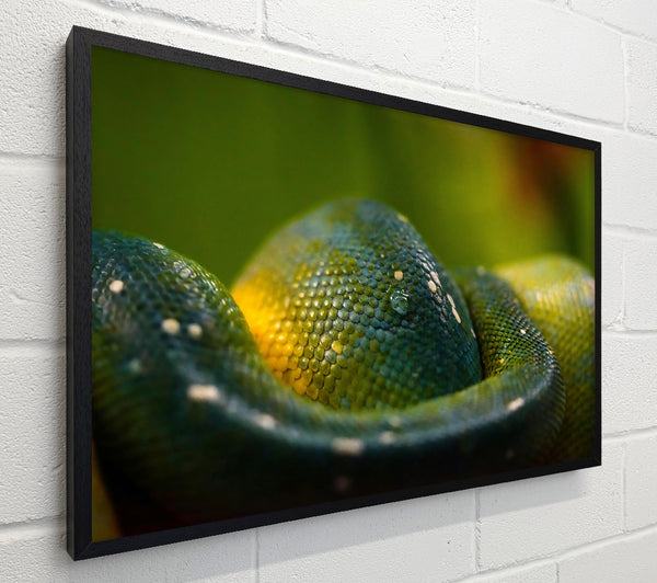 Emerald Green Scales